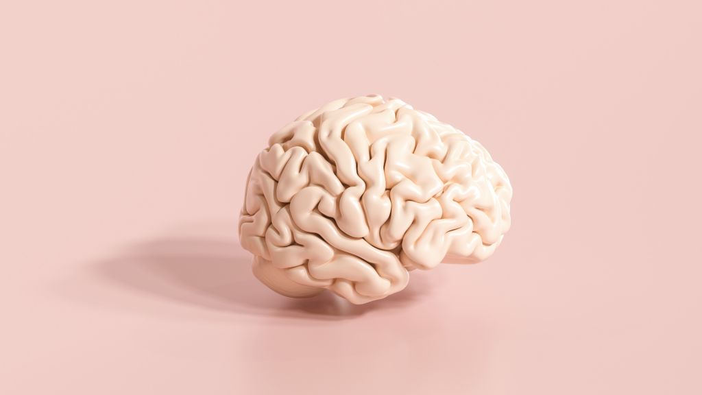 Brain Model on Table - Neuropsychological Assessments are available at The Therapy Centre with locations in Toronto, Oakville and Hamilton (GTA)